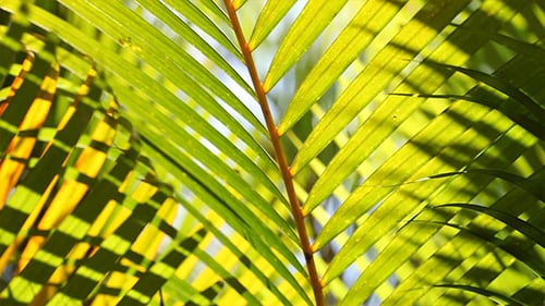 Green Leaf In Nature