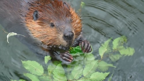 Beaver
