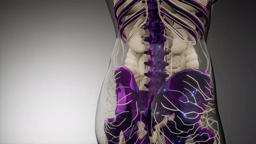 3D Human Nervous System and Skeletal Anatomy Animation