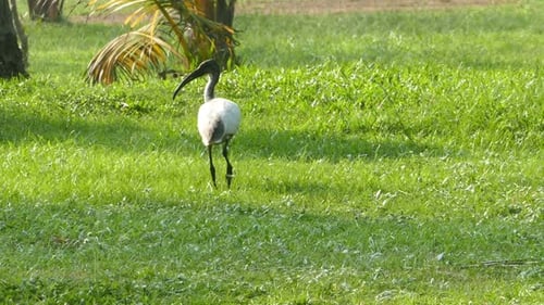 Ibis Vogelwandern auf Wiese