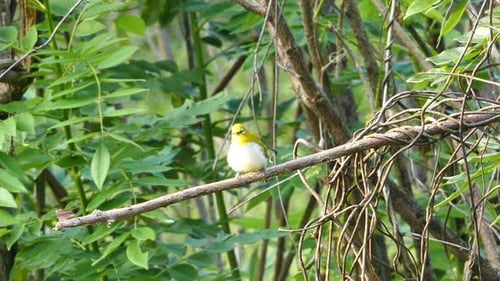 Oriental White-Eye Bird (Zosterops Palpebrosus)