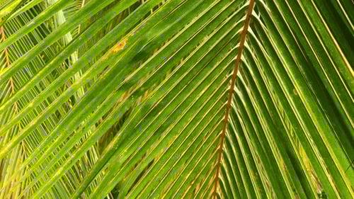 Close Up of Tropical Palm Frond in Daylight