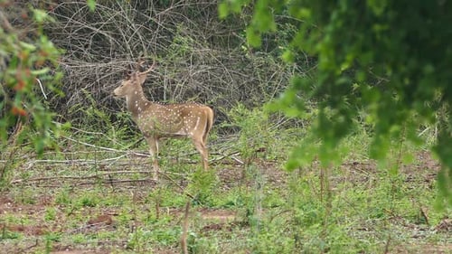 Wild Spotted Deer In The Woods 2