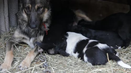 Welpen saugen Milch von einer Mutter Hund 2