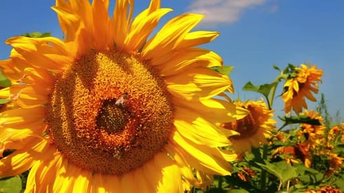 Bienenbestäubung auf Sonnenblume 5