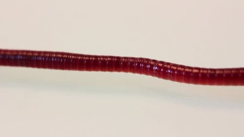 Red Worm Macro 1