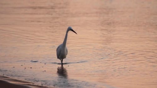 Egyptian Heron Bird Walking On Coastline 1