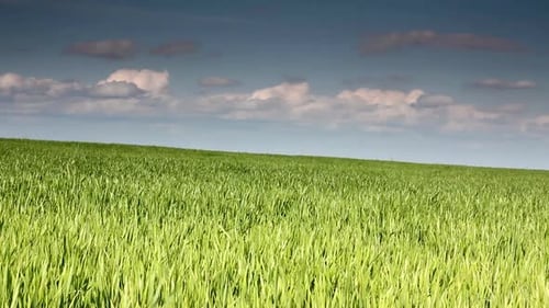 Green Field Wheat Under Blue Sky 3