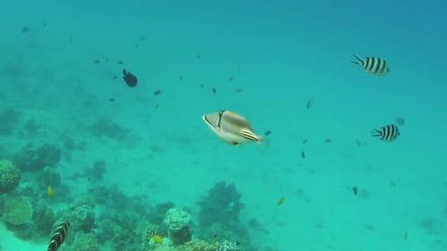 Baliste de Picasso (Rhinecanthus Assasi) En Mer Rouge, Egypte. 2