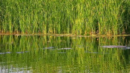 Ondulation d'eau sur l'étang d'été 1