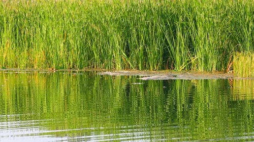 Wasserwelligkeit auf Sommerteich 2