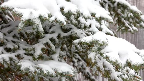 Snow Covered Evergreen Branches in Winter