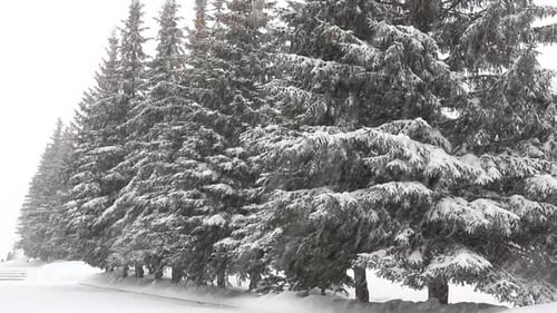 Schneefall im Winterpark 1