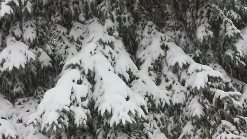 Snow Falls on Evergreen Trees in Winter