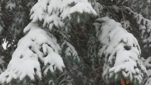 Snow Covered Evergreen Branches on Winter Day