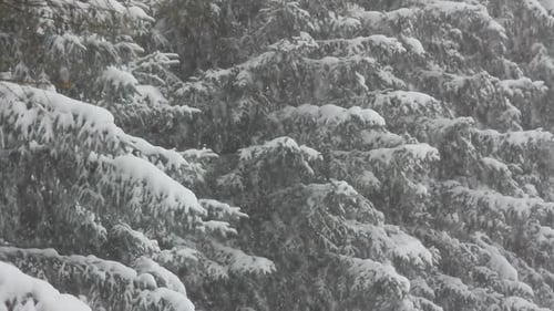 Gentle Snowfall on Snow-Covered Evergreen Trees