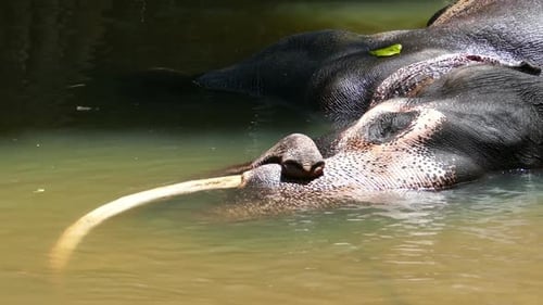 Elefante está tumbado en el río en Sri Lanka 2