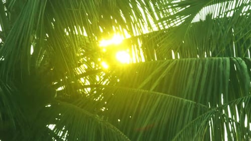 Sun Shines Through Green Palm Tree Fronds