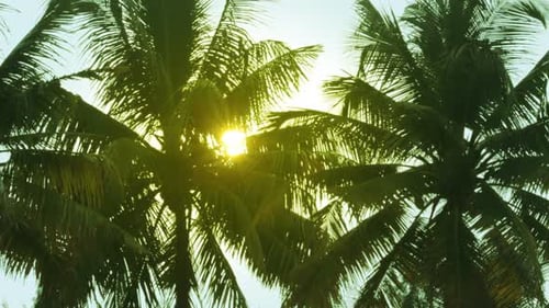 Palm Trees Swaying Gently at Golden Hour