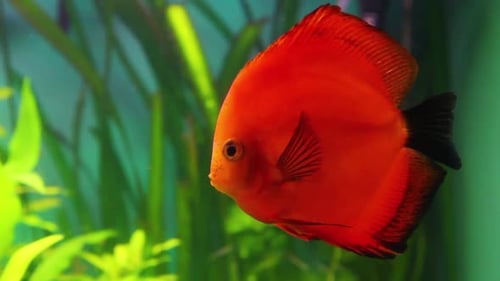 Red Discus Fish In Aquarium