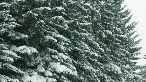 Snow Covered Evergreen Branches in Winter