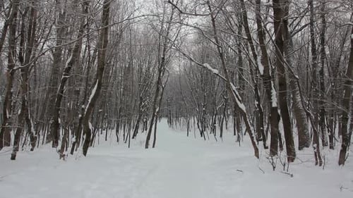 Winter Forest Landscape