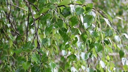 Rainy Day on Lush Green Tree Branch