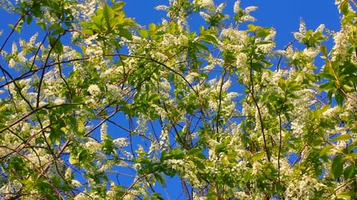 Blooming Tree Branches with Green Leaves and White Flowers