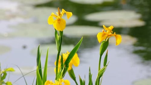 Blossom Irises On Lake 1