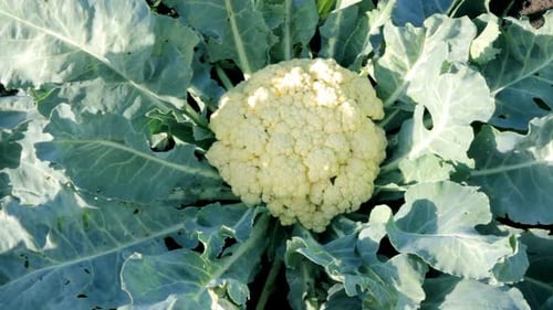 Cauliflower In Garden