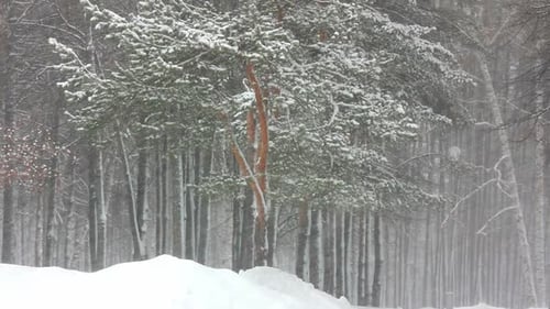 Snowfall In Winter Forest 2