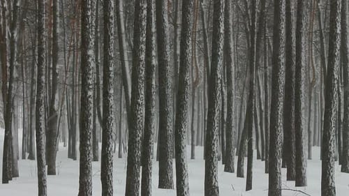 Chutes de neige dans la forêt d'hiver 4