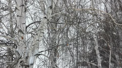 Birch Trees Covered with Snow in Winter