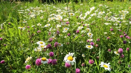 Walking Through A Blossoming Meadow Daisies 2