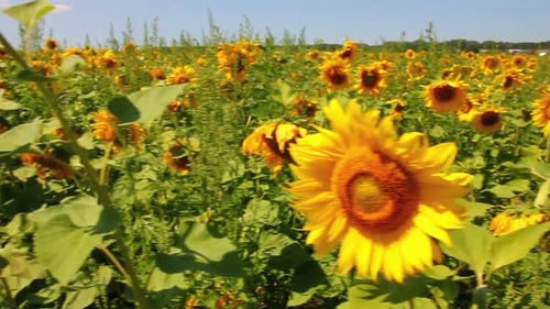 Ein Spaziergang durch das Sonnenblumenfeld