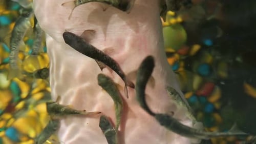 Peeling durch Fische - Exotische Spa-Behandlung 3