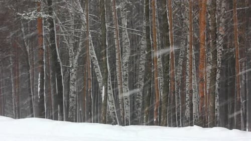 Snowfall In Winter Forest 5