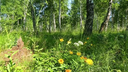 Wild Flowers In The Forest - Slider Dolly Shot