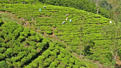 Women From Sri Lanka Harvested Tea Leaves In Nuwara Eliya 3