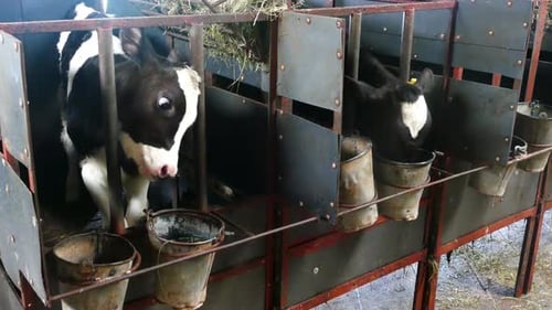 Black And White Calves In A Farm Cowshed 2