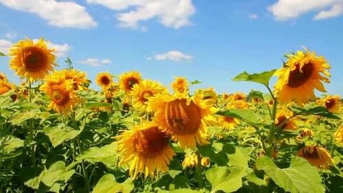 Blossom Sunflowers 1