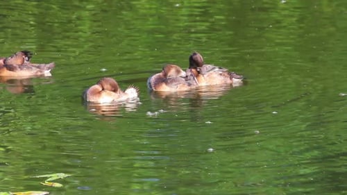 Young Ducks On Pond 2