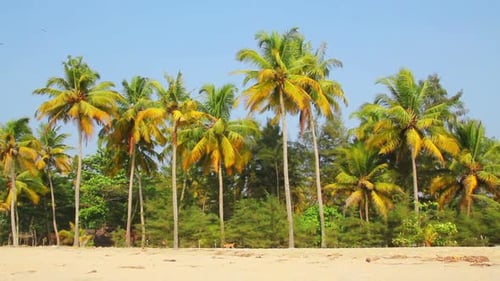 Palm Trees on Tropical Beach Paradise Scene