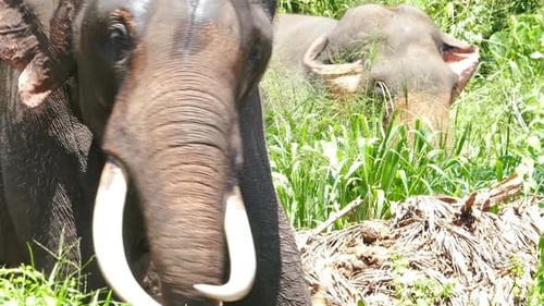 Elephant Large Tusks Swinging In The Forest 3