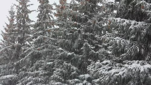 Snow Falling on Evergreen Trees in Winter