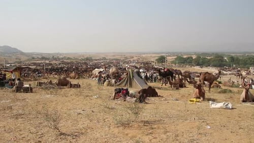 Camels During Pushkar Camel Fair 1