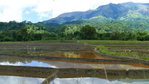 Mountain Landscape Rice Plantation In Sri Lanka 2