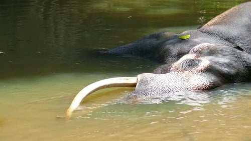 Elefante está tumbado en el río en Sri Lanka 1