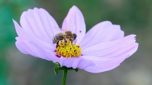 Bee Gathering Pollen From Pink Flower Close Up