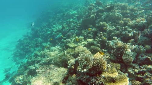 Underwater Landscape Fish Swim Among Corals In The Red Sea - Egypt 2